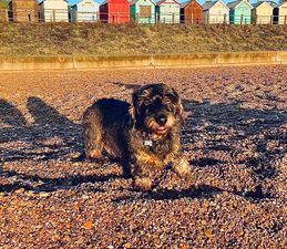 Meet the doggy residents of Felixstowe! Buxton