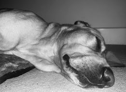 Meet the doggy residents of Felixstowe! Merlot