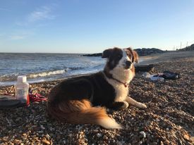 Meet the doggy residents of Felixstowe! Rosie