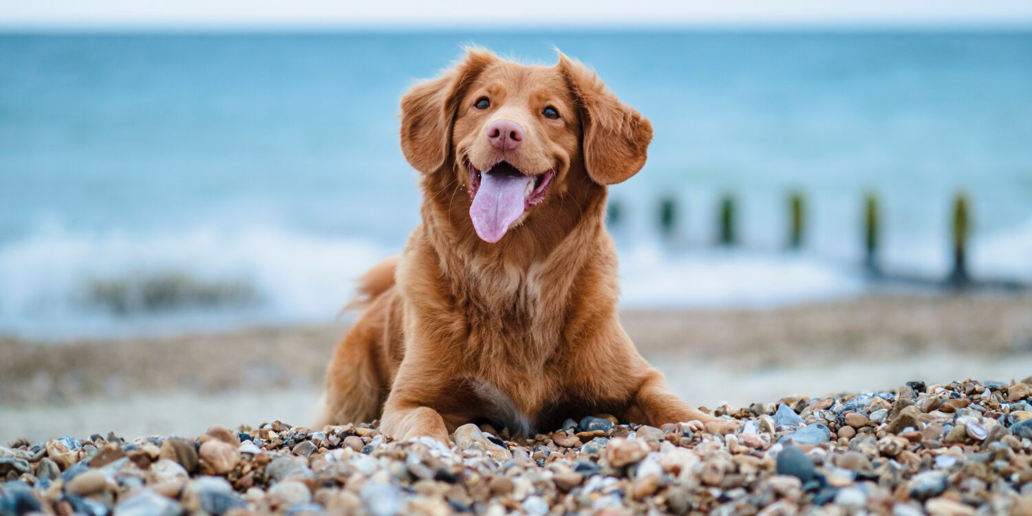 Meet the doggy residents of Felixstowe!