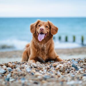 Dog on Felixstowe beach