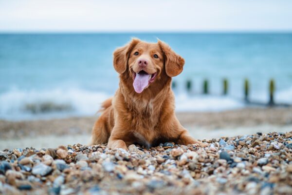 Dog on Felixstowe beach